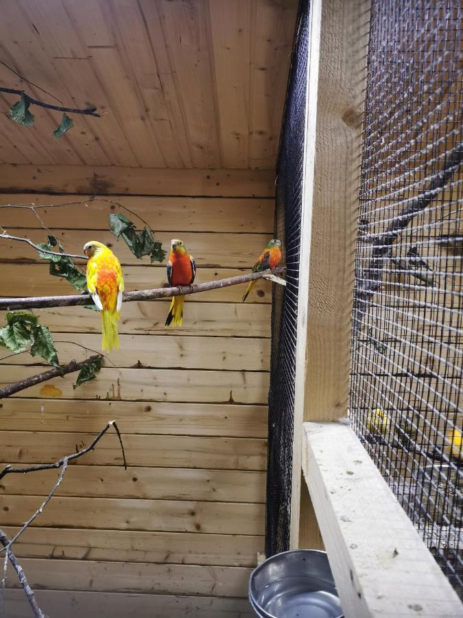 Apartament Casa Hibiscus Putbus Zewnętrze zdjęcie